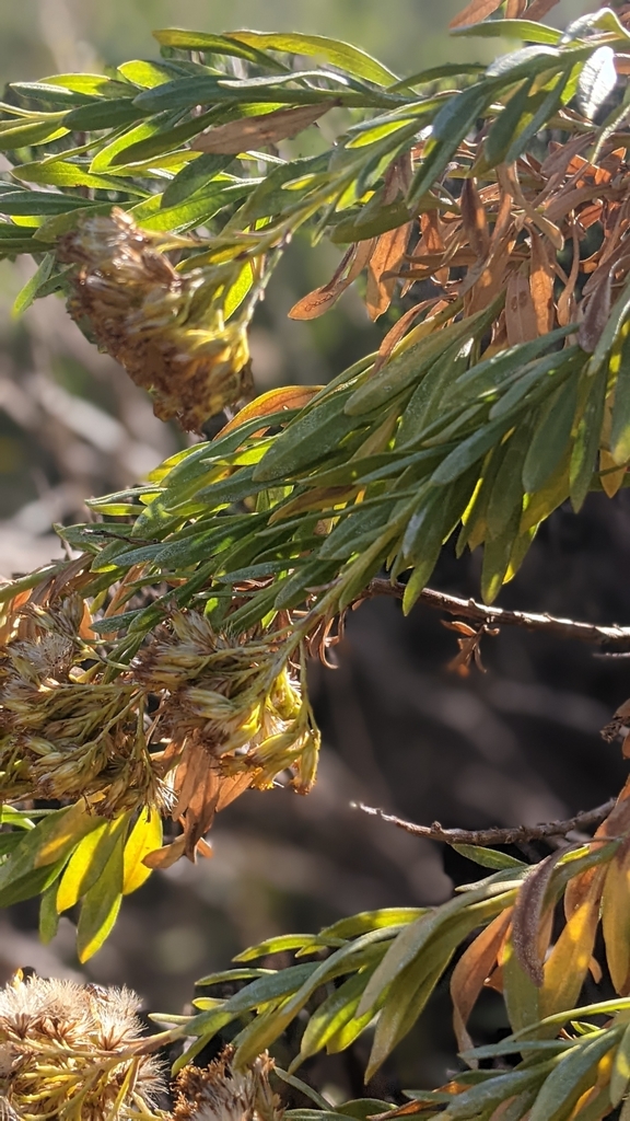 Ericameria parishii var. parishii (Parish's goldenbush), native California shrub