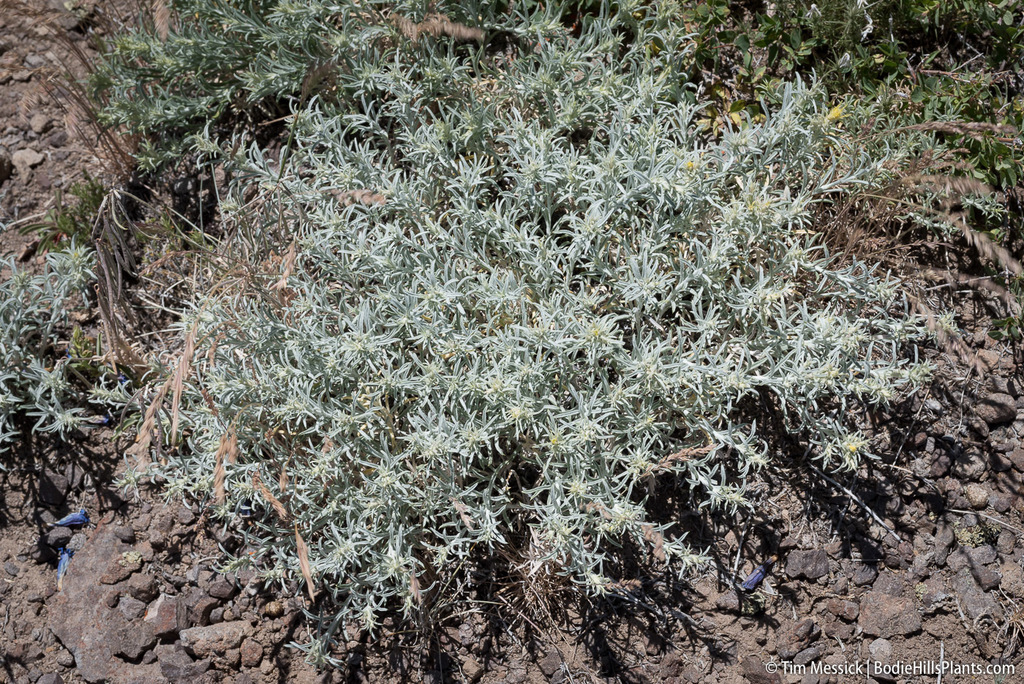 Ericameria parryi var. aspera (Rough rabbitbrush), native California shrub