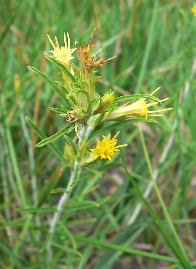 Ericameria parryi var. monocephala (One-headed rabbitbrush), native California shrub