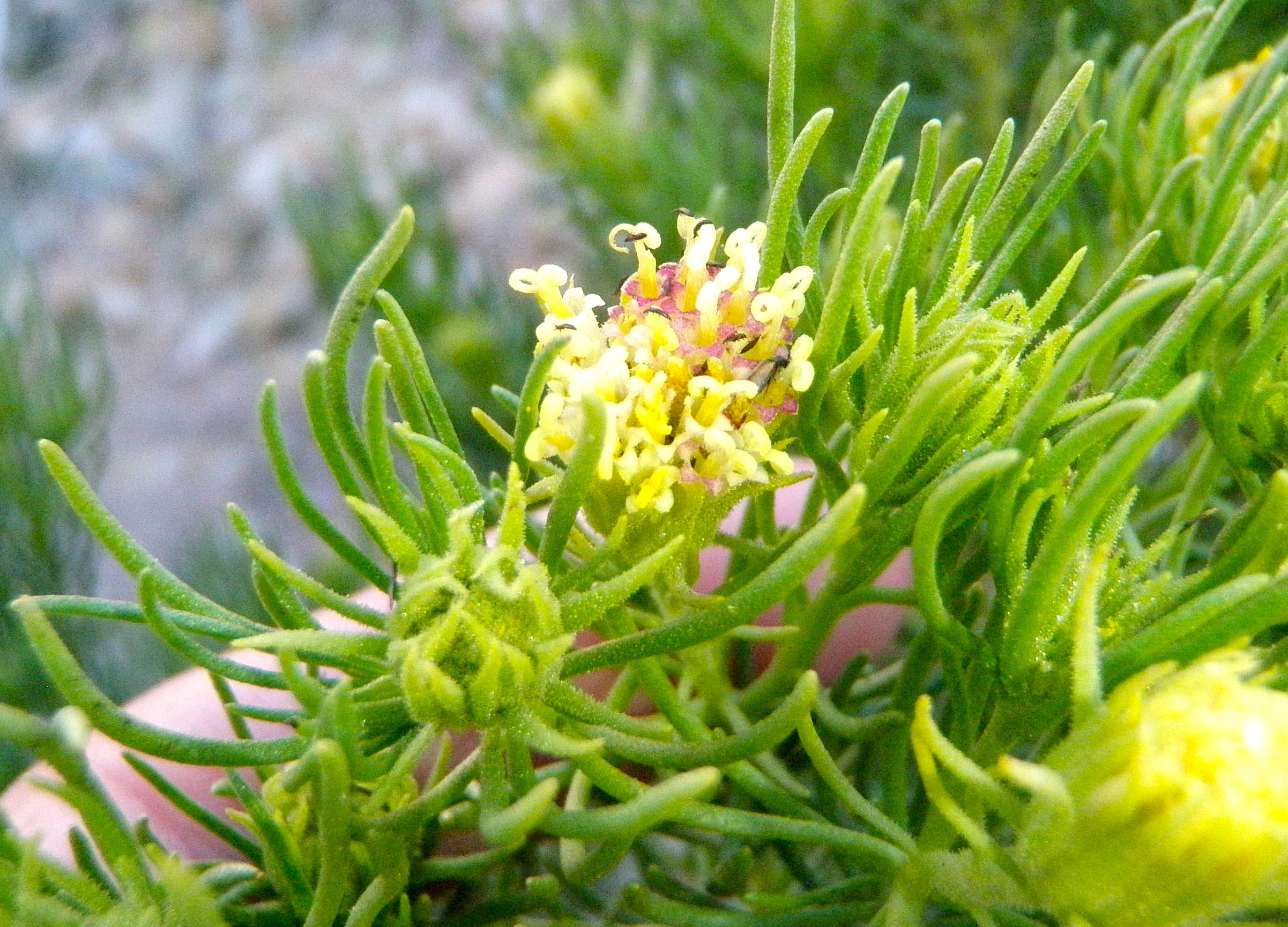 Ericameria pinifolia (Pine-bush), native California shrub