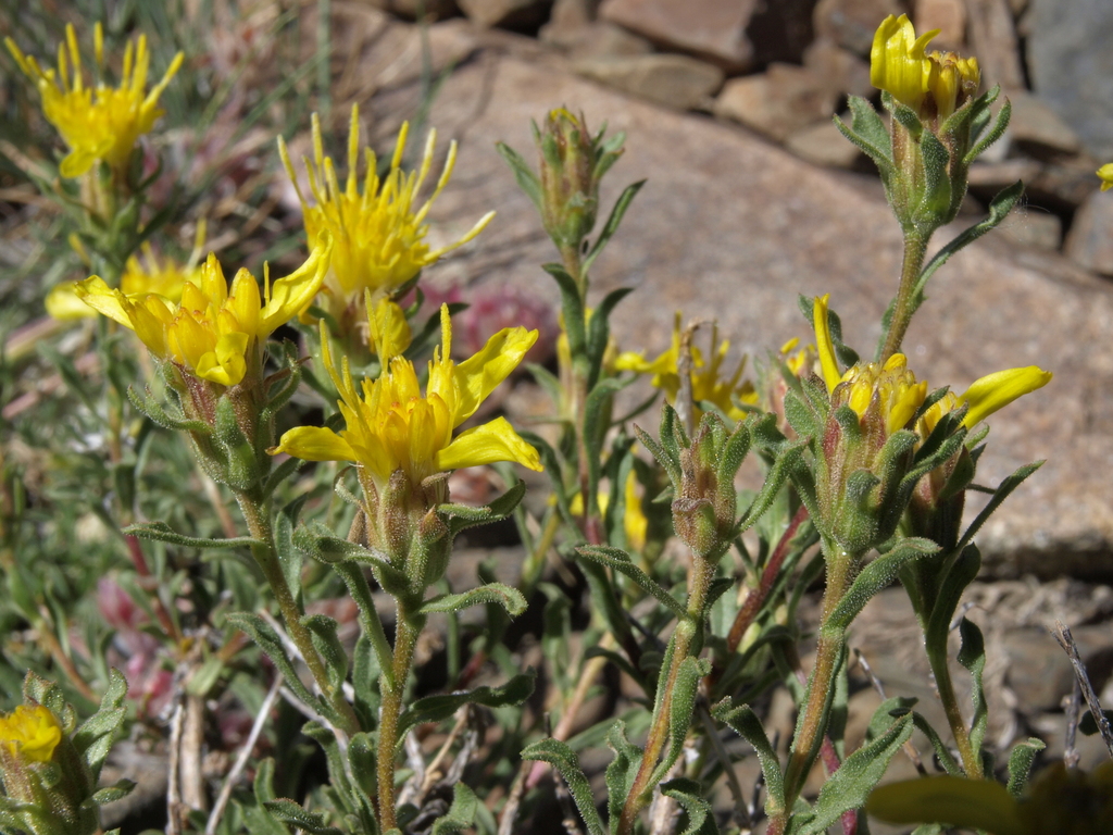Ericameria suffruticosa (Singlehead goldenbush), native California shrub