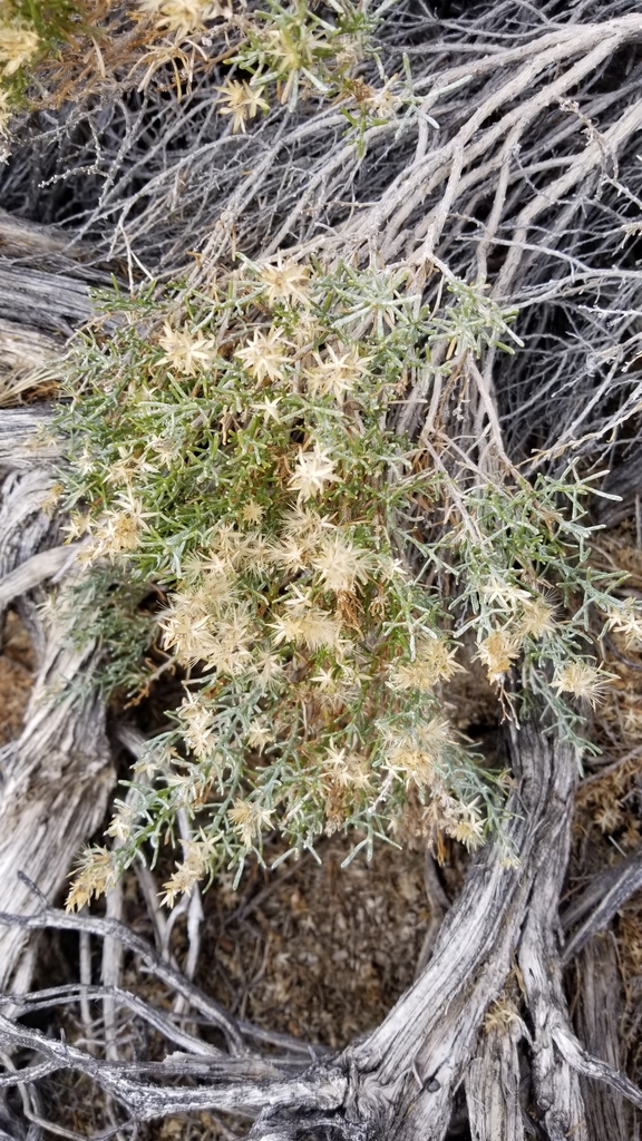 Ericameria teretifolia (Green or round-leaf rabbitbrush), native California shrub