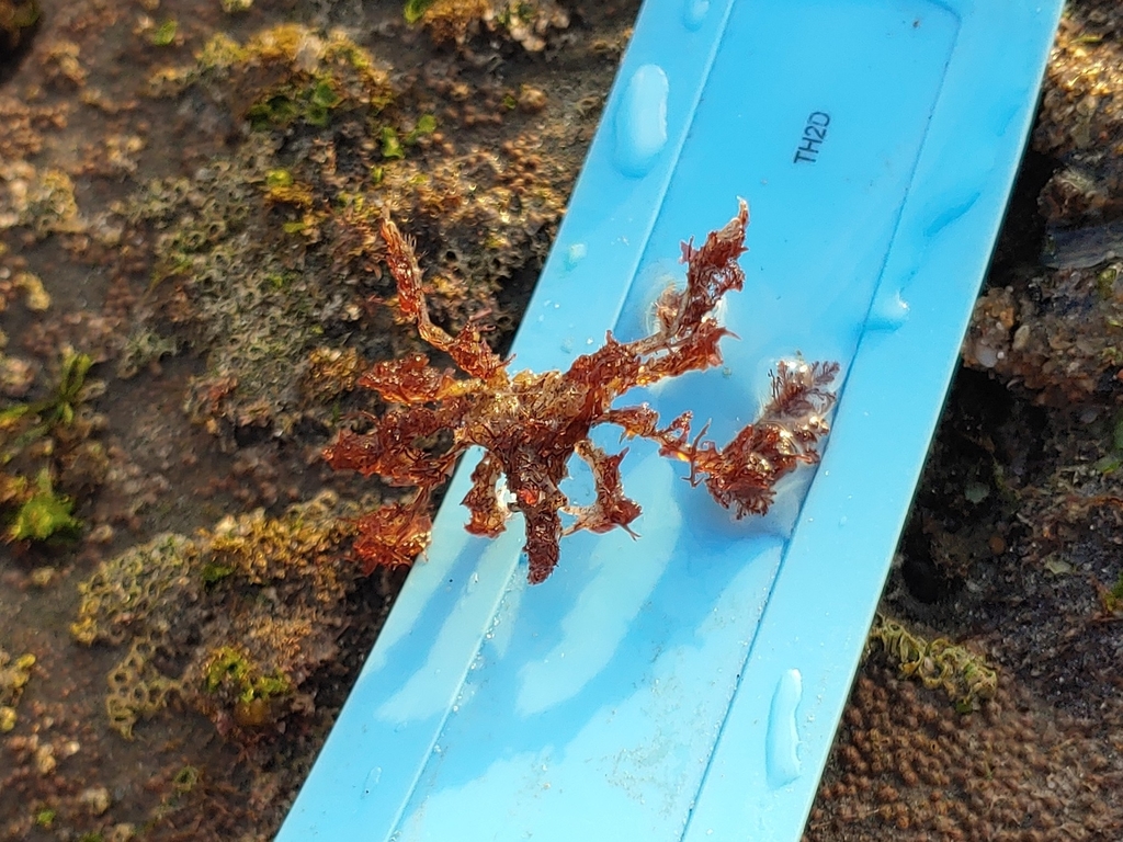 Ericerodes hemphillii (Hemphill's Kelp Crab), California species
