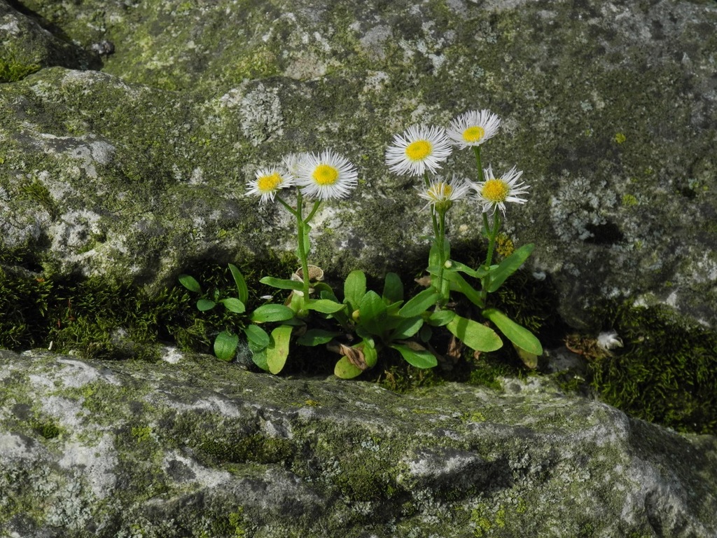Erigeron aequifolius (Hall's daisy), native California herb