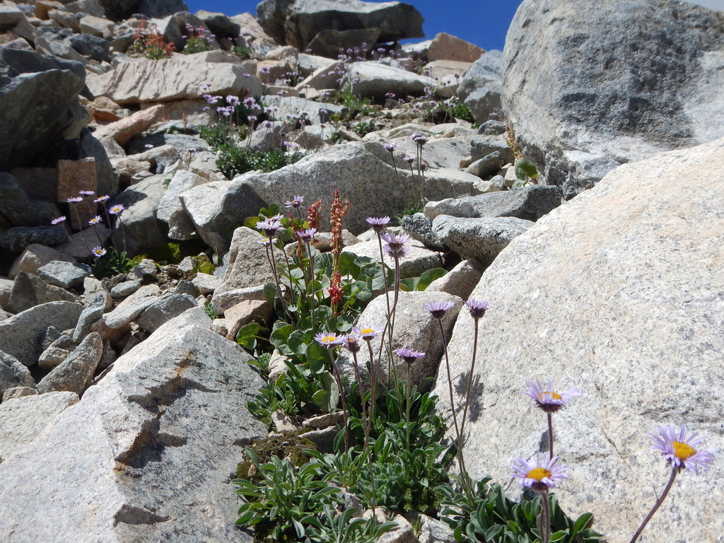 Erigeron algidus (Sierra fleabane), native California herb