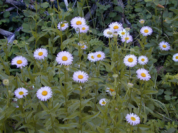 Erigeron aliceae (Alice eastwood's fleabane), native California subshrub
