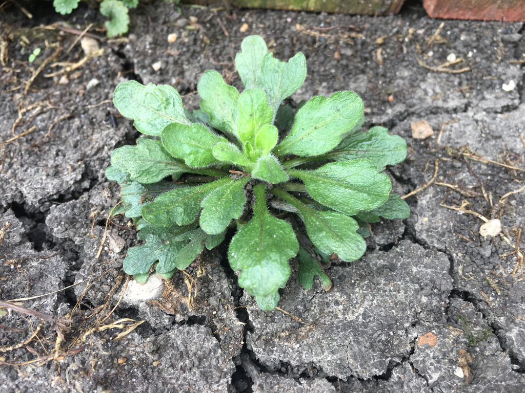 Erigeron annuus (Annual fleabane), non-native California herb