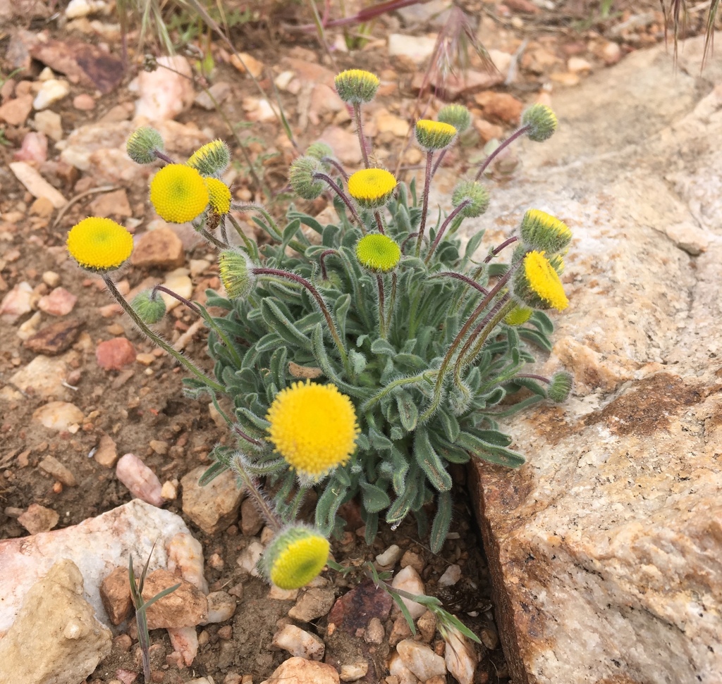 Erigeron aphanactis — parent species of Erigeron aphanactis var. congestus