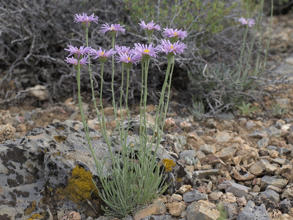 Erigeron argentatus (Silver fleabane), native California herb