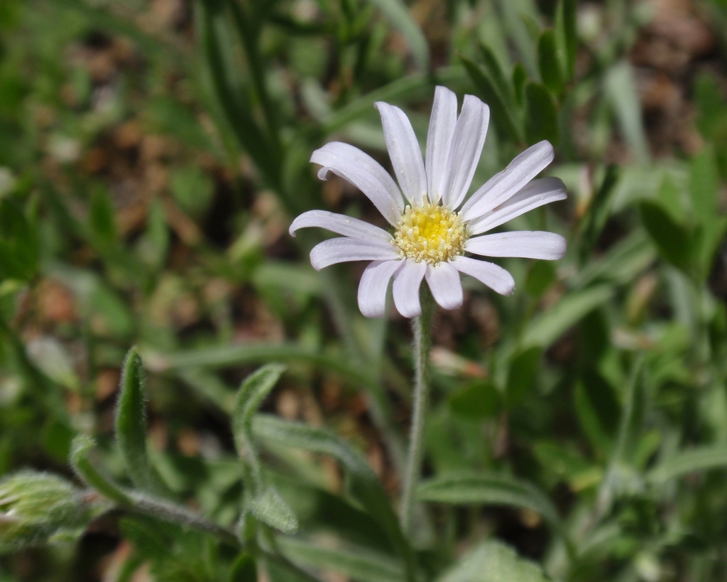 Erigeron barbellulatus (Shining fleabane), native California herb