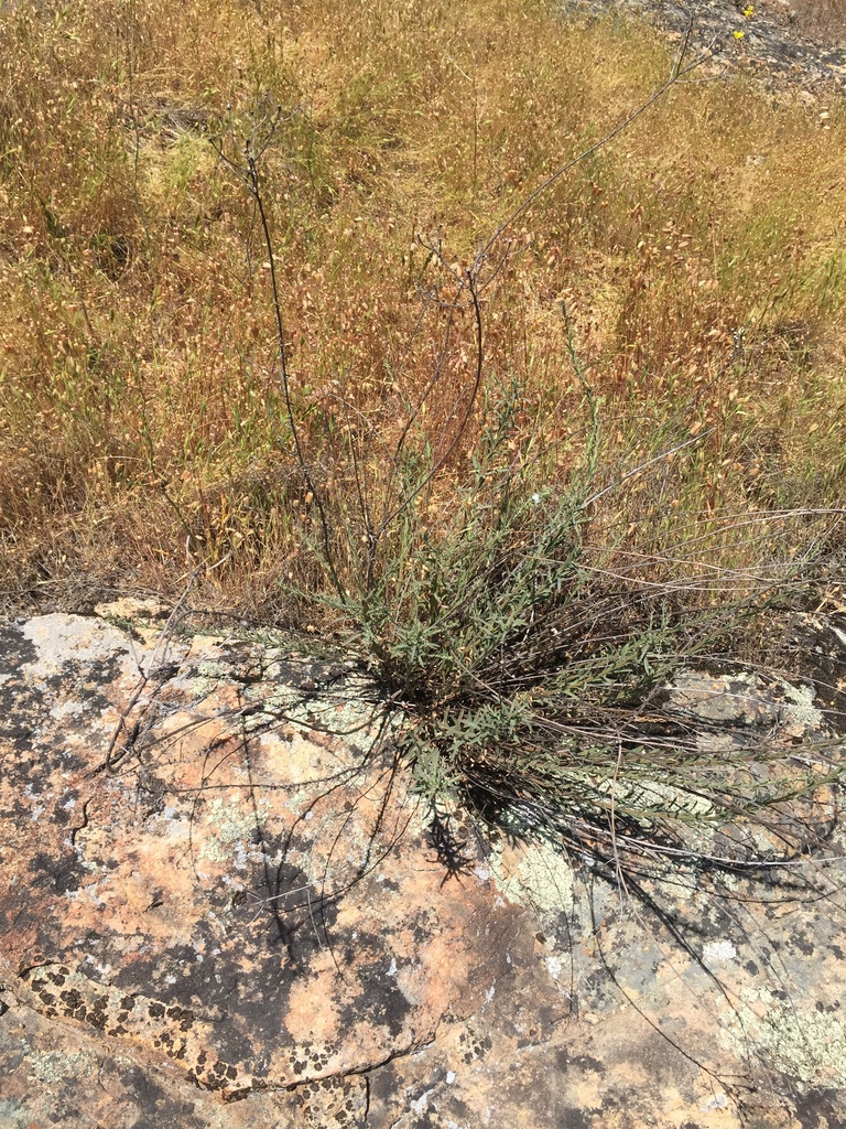 Erigeron biolettii (Streamside daisy), native California subshrub
