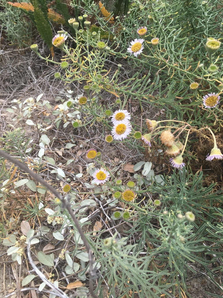 Erigeron blochmaniae (Blochman's leafy daisy), native California subshrub