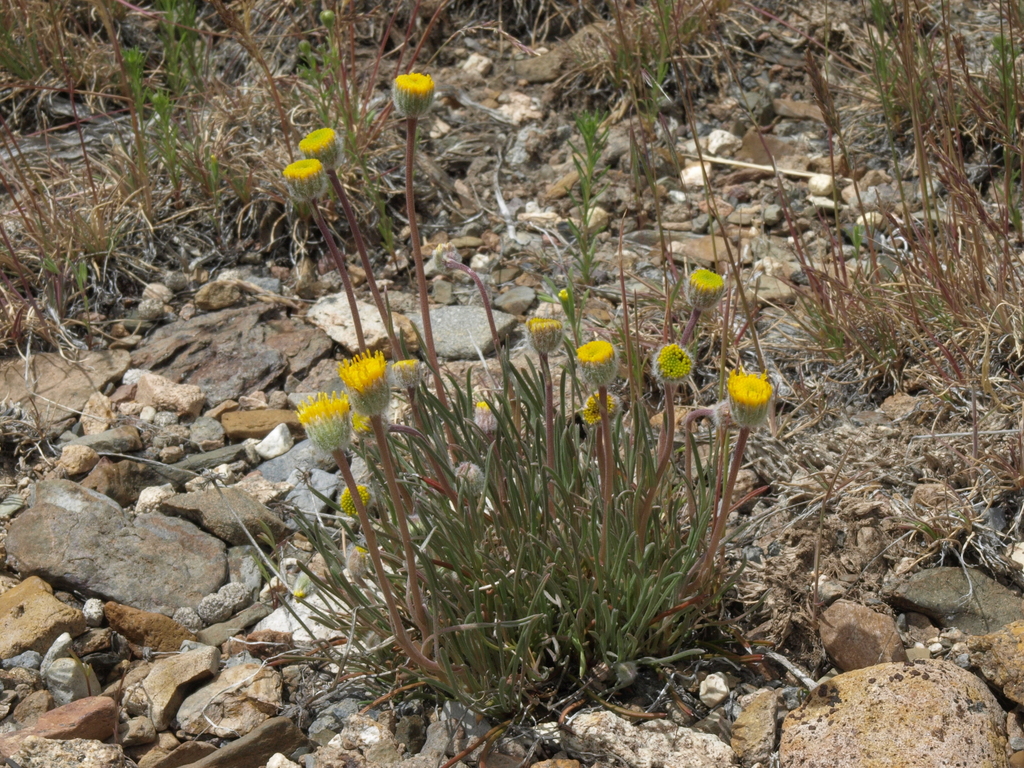 Erigeron bloomeri var. bloomeri (Scabland fleabane), native California herb