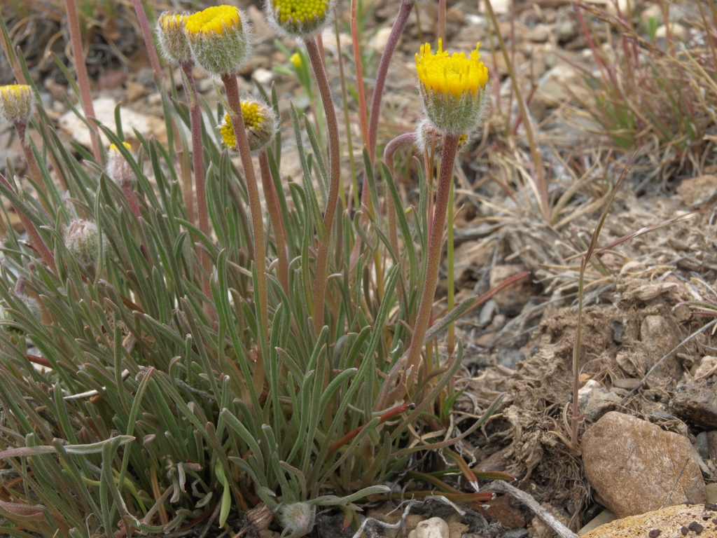 Erigeron bloomeri (Bloomer's fleabane), native California herb