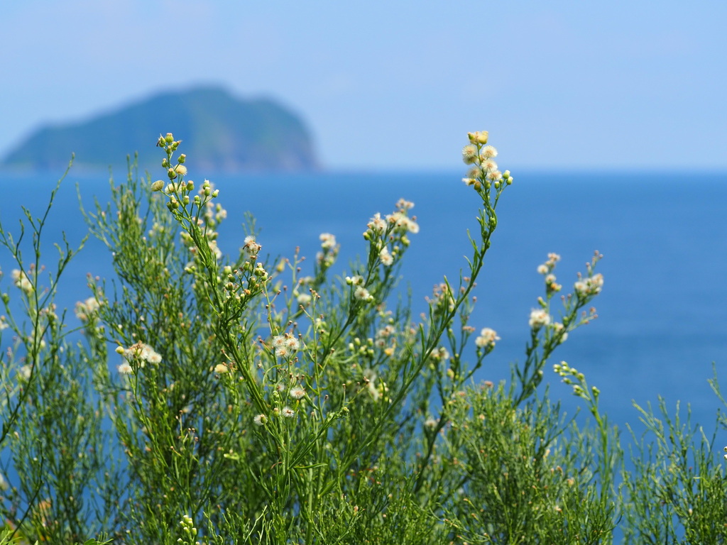 Erigeron bonariensis (Flax-leaved horseweed), non-native California herb