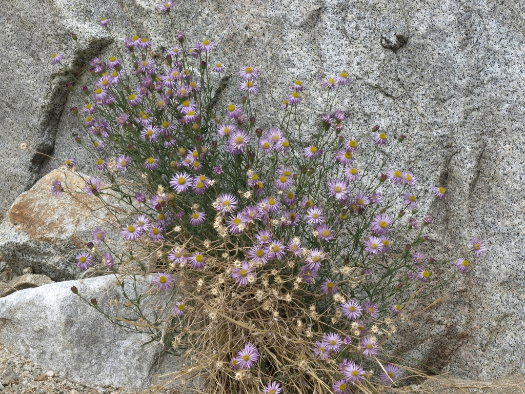 Erigeron breweri var. jacinteus (San jacinto mountains daisy), native California herb
