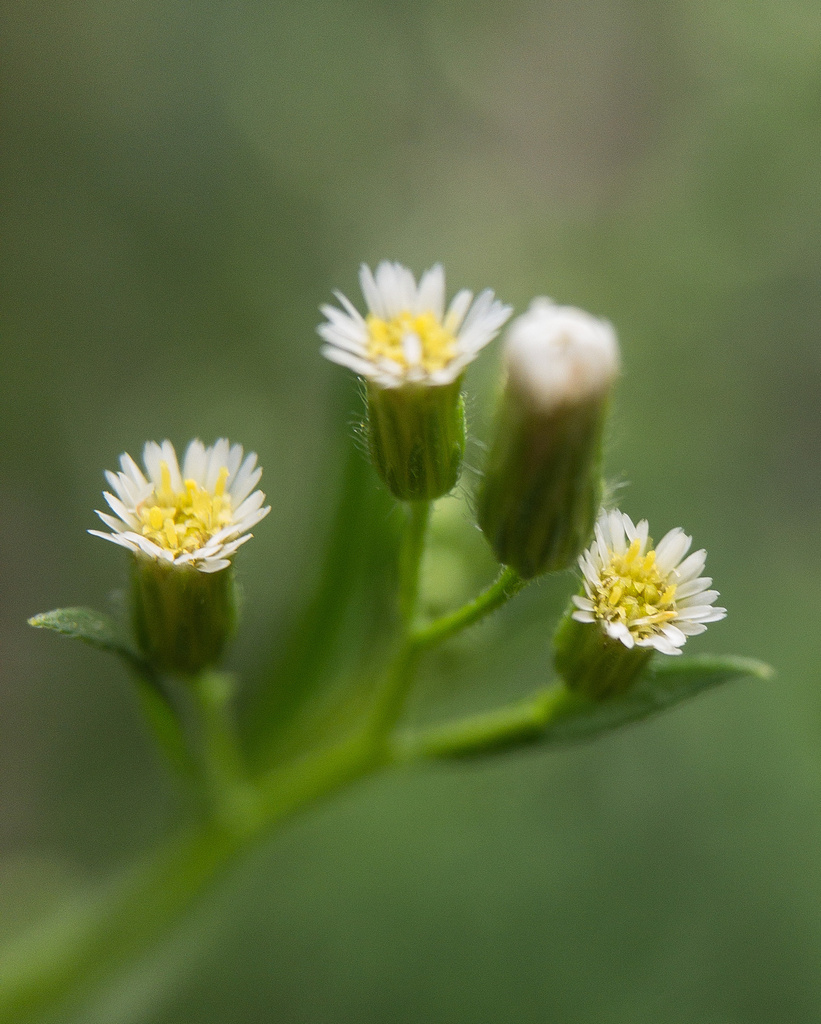 Erigeron canadensis (Horseweed), native California annual
