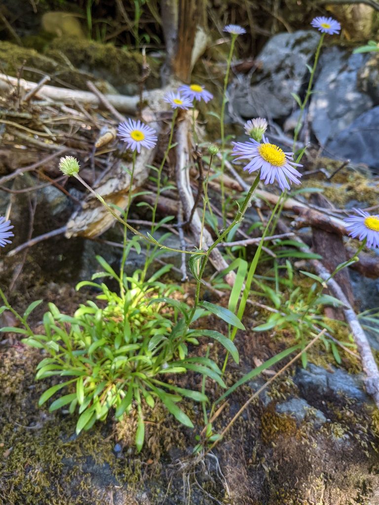 Erigeron cervinus (Siskiyou daisy), native California herb