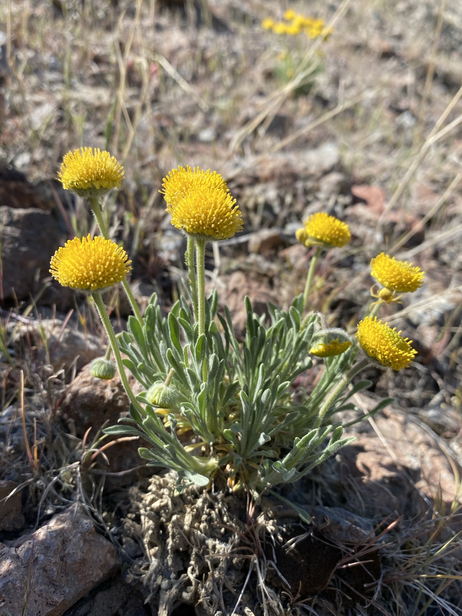 Erigeron chrysopsidis var. austiniae (Dwarf yellow fleabane), native California perennial