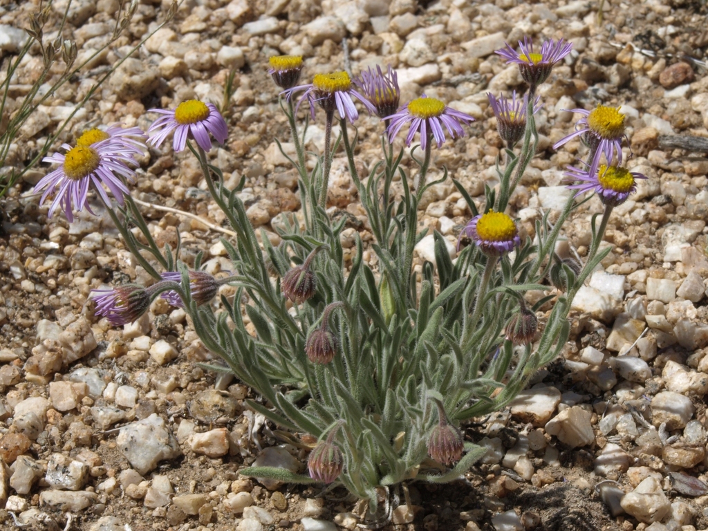 Erigeron clokeyi var. pinzliae (Pinzl's fleabane), native California herb