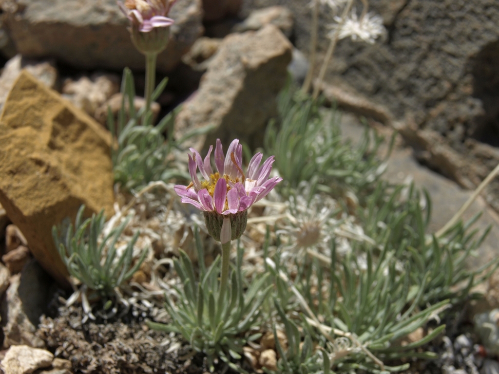 Erigeron compactus (Compact daisy), native California herb