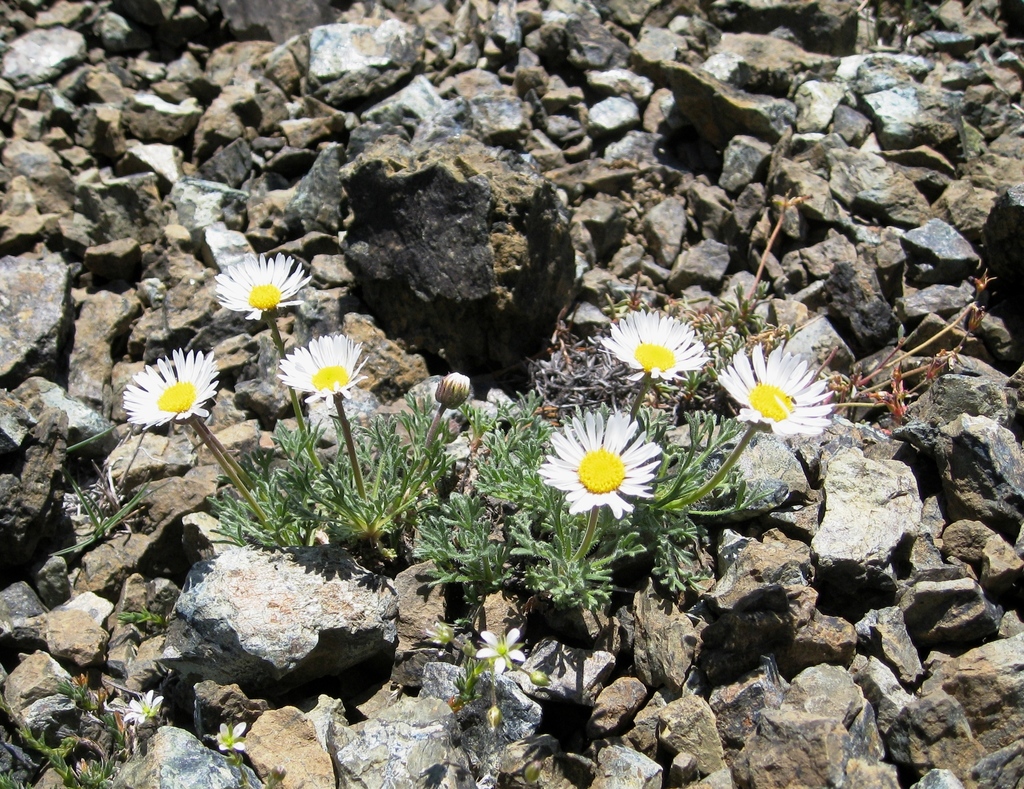 Erigeron compositus (Cut-leaf fleabane), native California herb