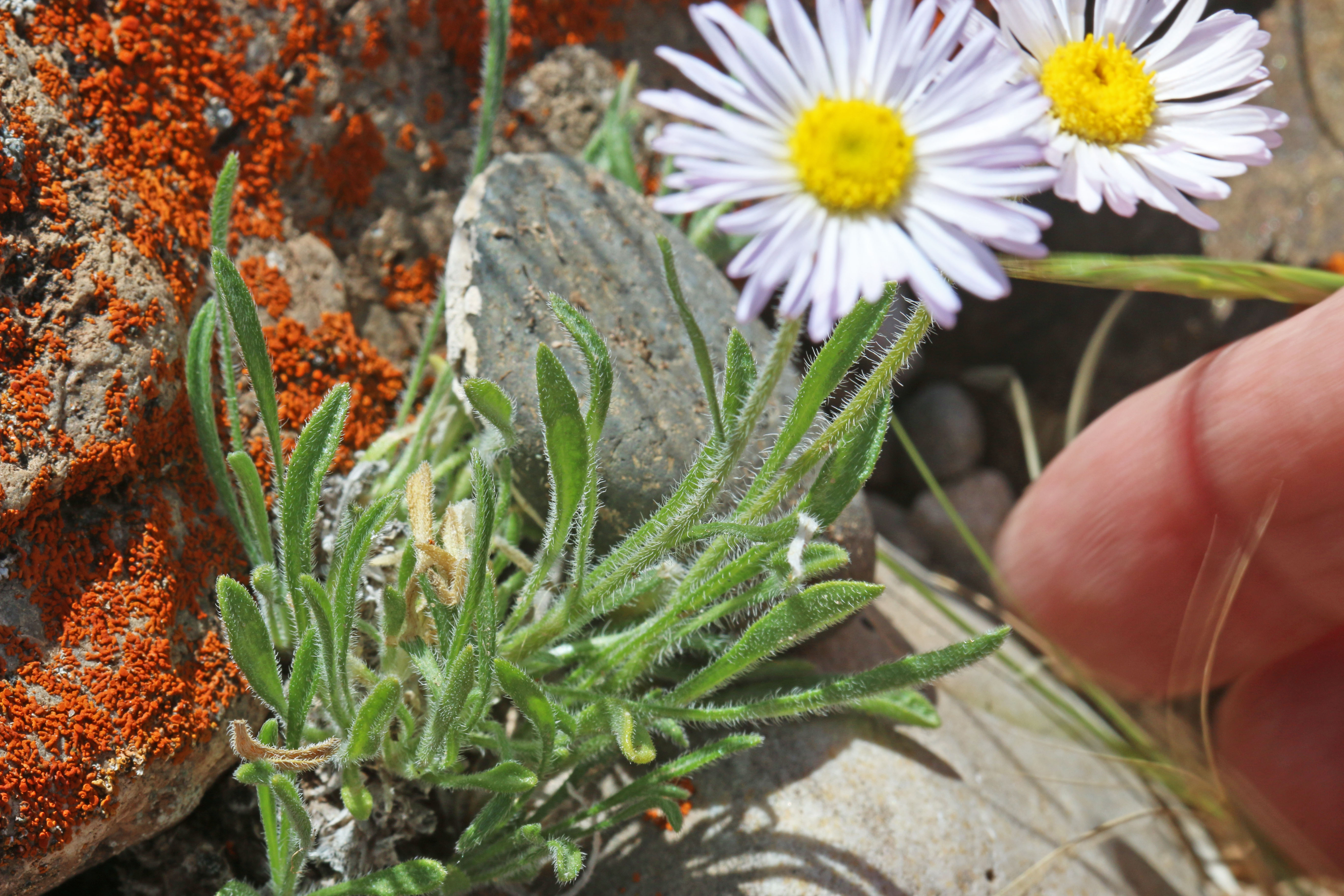Erigeron concinnus var. concinnus (Navajo fleabane), native California subshrub