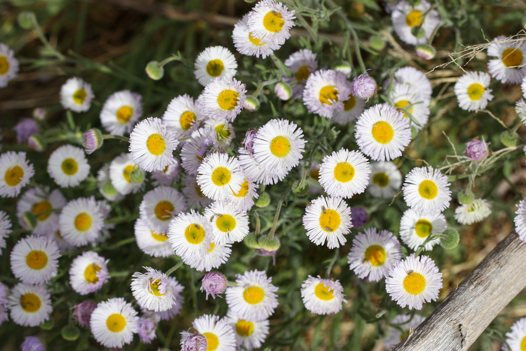 Erigeron divergens (Spreading fleabane), native California herb