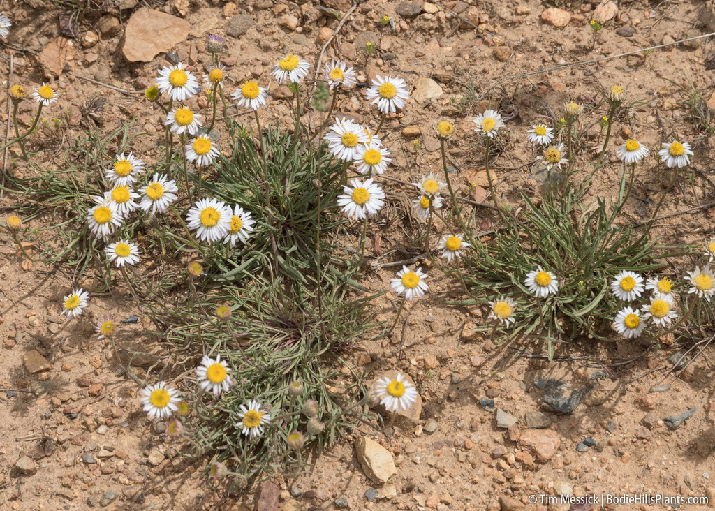 Erigeron eatonii var. sonnei (Eaton's fleabane), native California herb