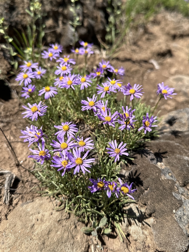 Erigeron elegantulus (Volcanic daisy), native California herb