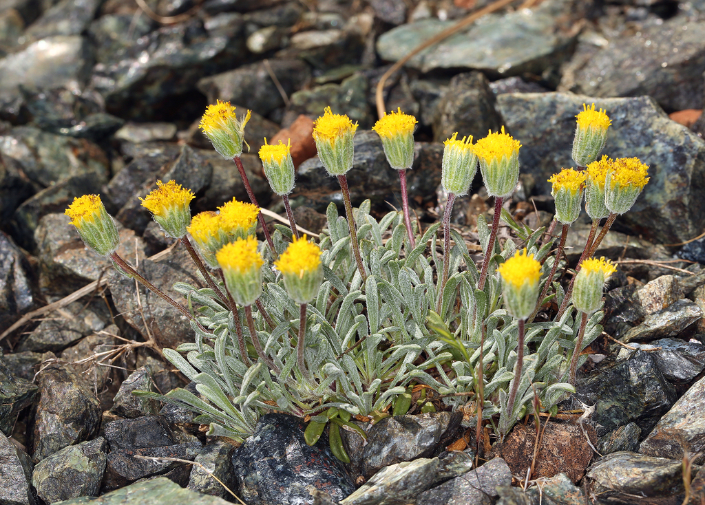 Erigeron filifolius (Thread-leaf fleabane), native California herb