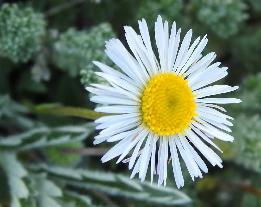 Erigeron flagellaris (Trailing fleabane), native California herb