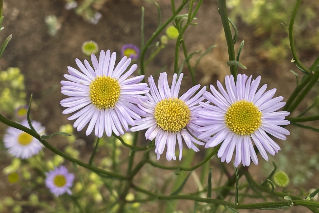 Erigeron foliosus var. mendocinus (Mendocino erigeron), native California herb