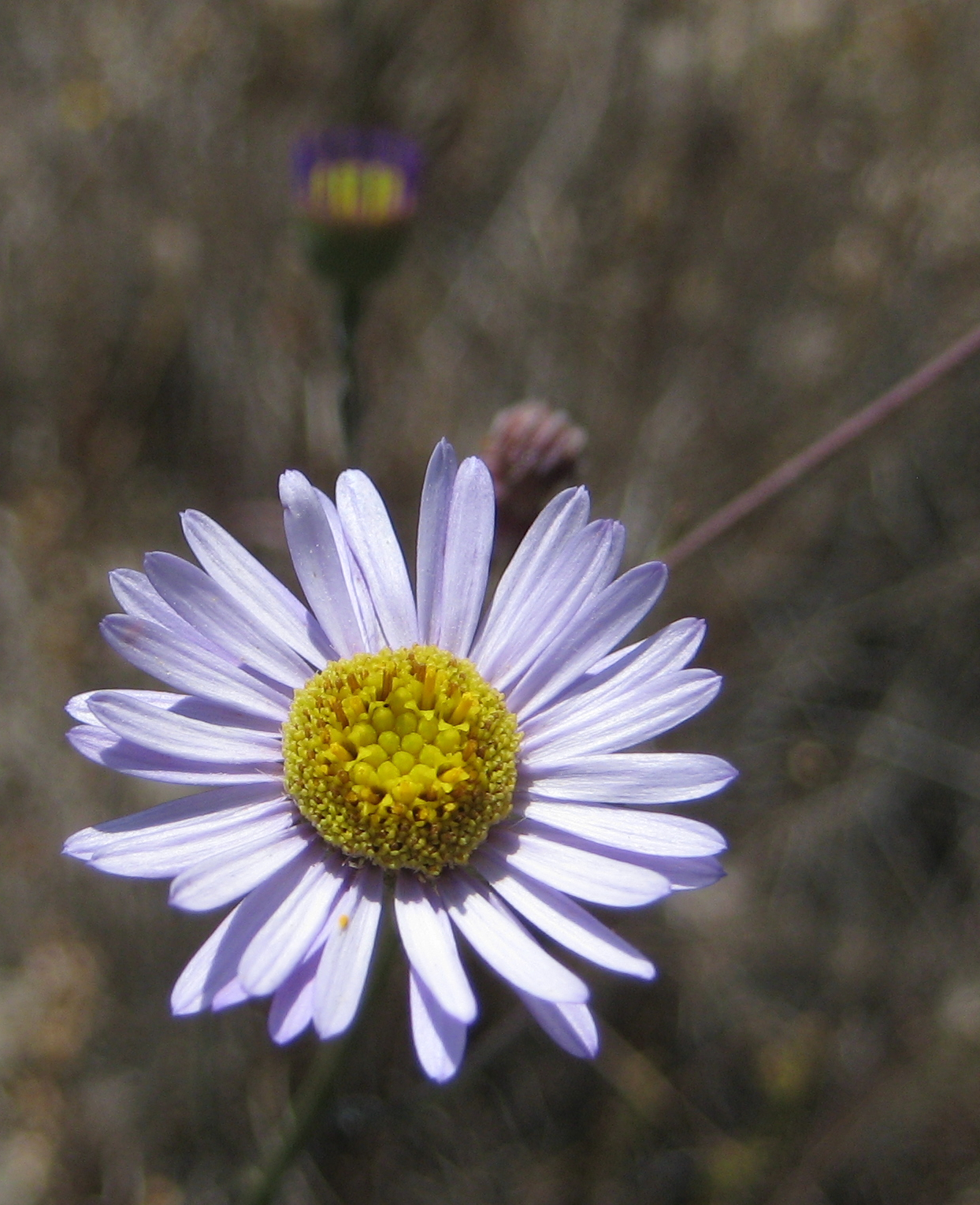 Erigeron foliosus (Leafy fleabane), native California herb
