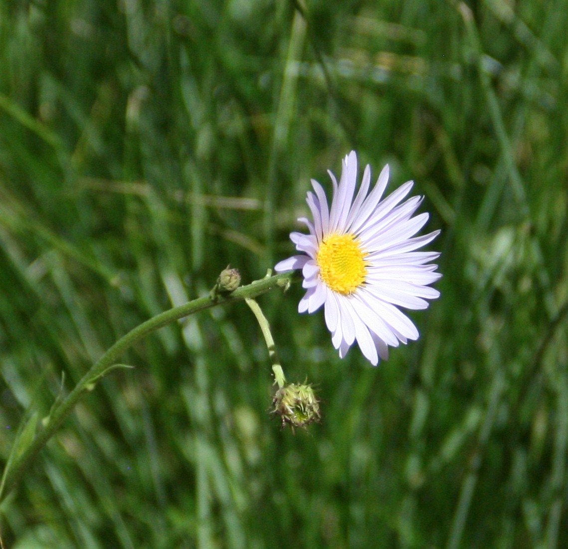 Erigeron glacialis var. glacialis (Wandering fleabane), native California perennial