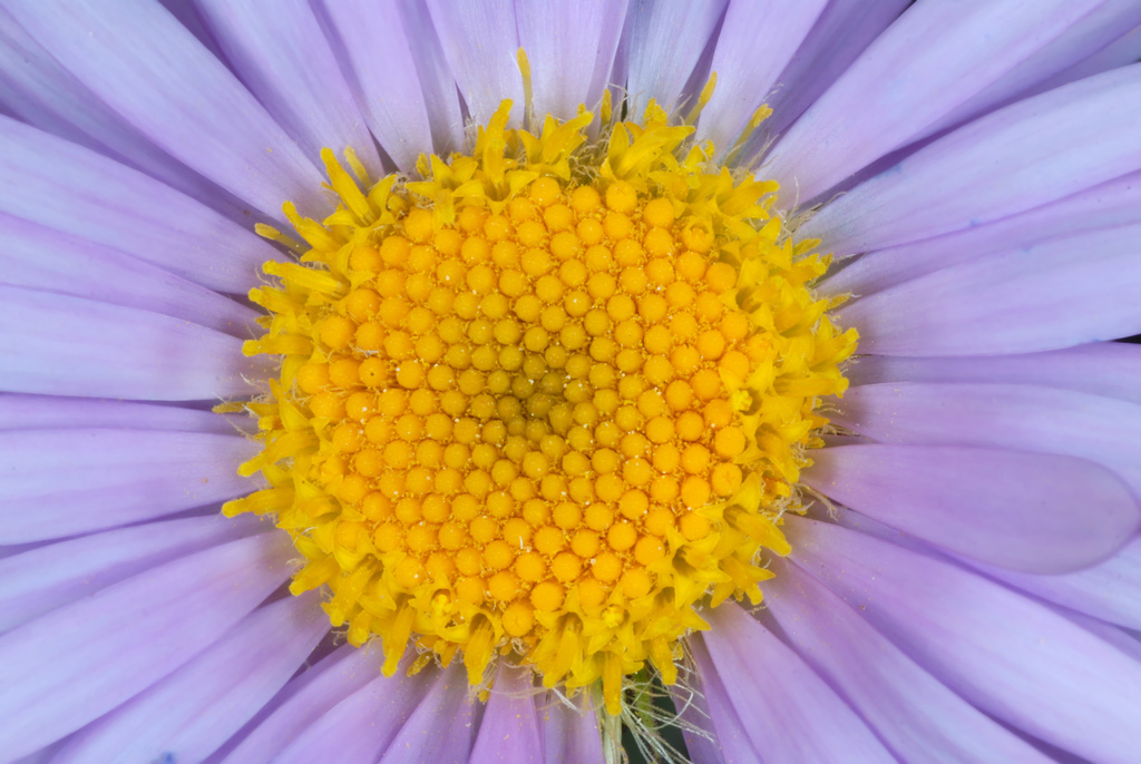 Erigeron glacialis (Subalpine fleabane), native California perennial