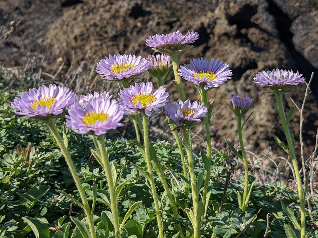 Erigeron glaucus (Seaside daisy), native California herb