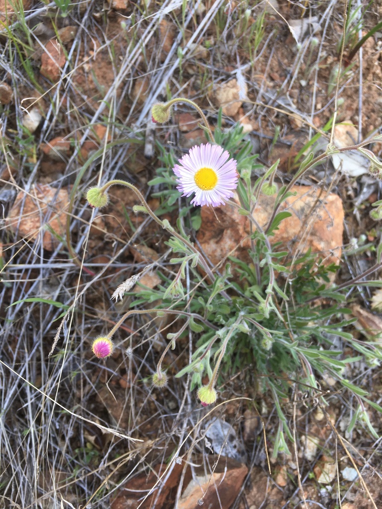 Erigeron incomptus (California fleabane), native California perennial