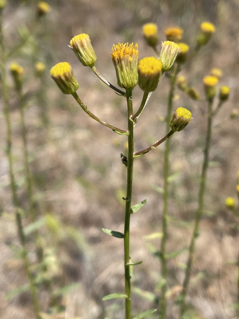 Erigeron inornatus var. keilii (Keil's daisy), native California herb