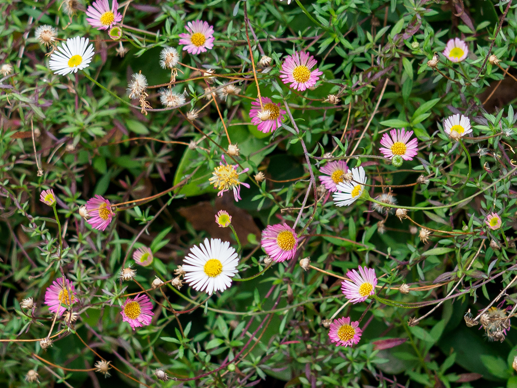 Erigeron karvinskianus (Santa barbara daisy), non-native California herb