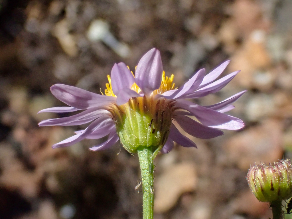 Erigeron klamathensis (Klamath fleabane), native California perennial