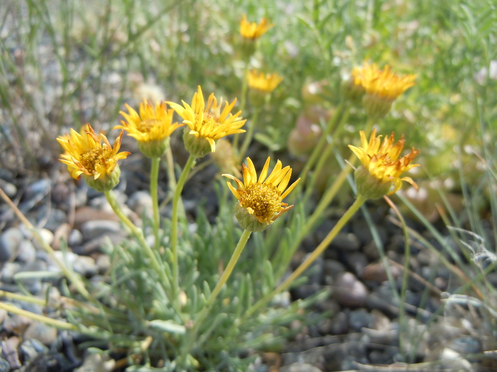 Erigeron linearis (Desert yellow fleabane), native California herb