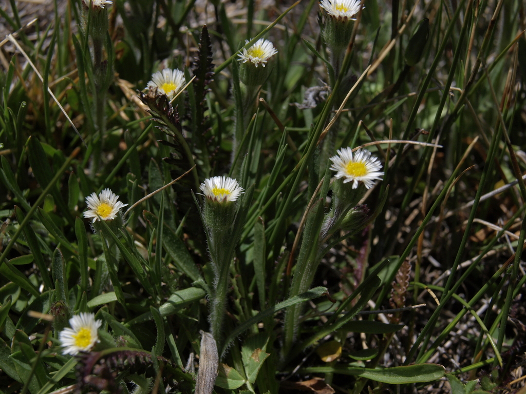 Erigeron lonchophyllus (Short-rayed fleabane), native California herb