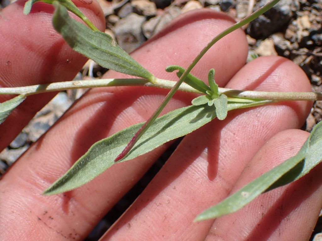 Erigeron maniopotamicus (Mad river fleabane daisy), native California herb