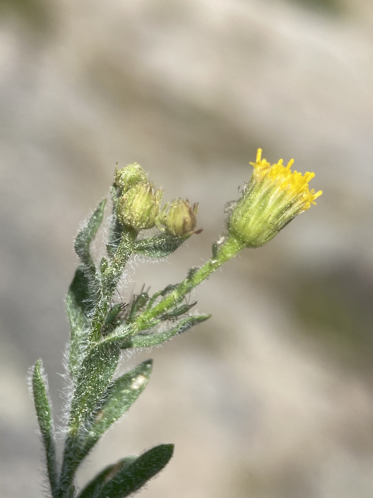 Erigeron miser (Starved daisy), native California subshrub