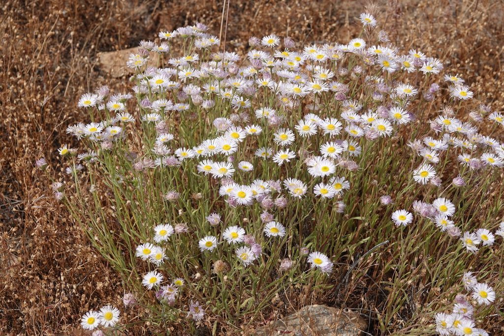Erigeron multiceps (Kern river daisy), native California herb