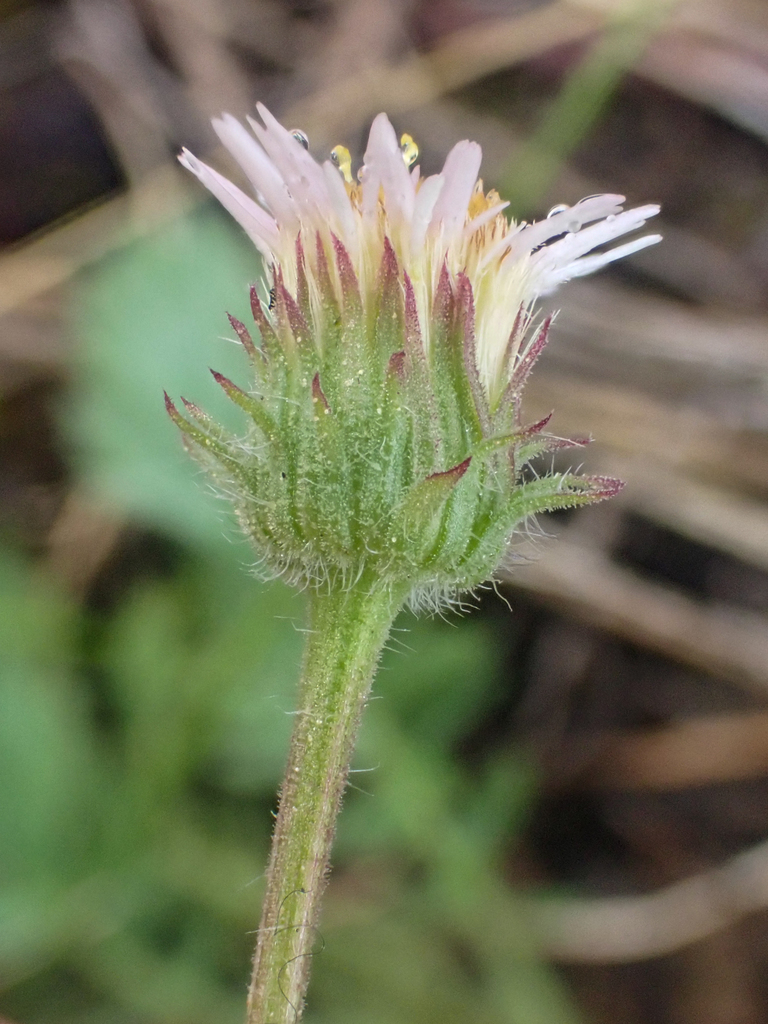 Erigeron nivalis (Snow fleabane daisy), native California perennial