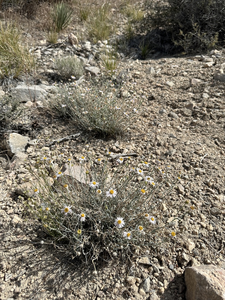 Erigeron parishii (Parish's daisy), native California herb