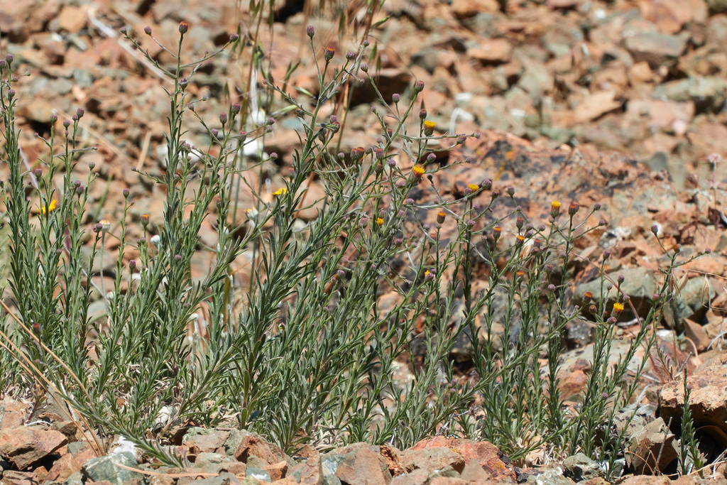 Erigeron petrophilus — parent species of Erigeron petrophilus var. sierrensis