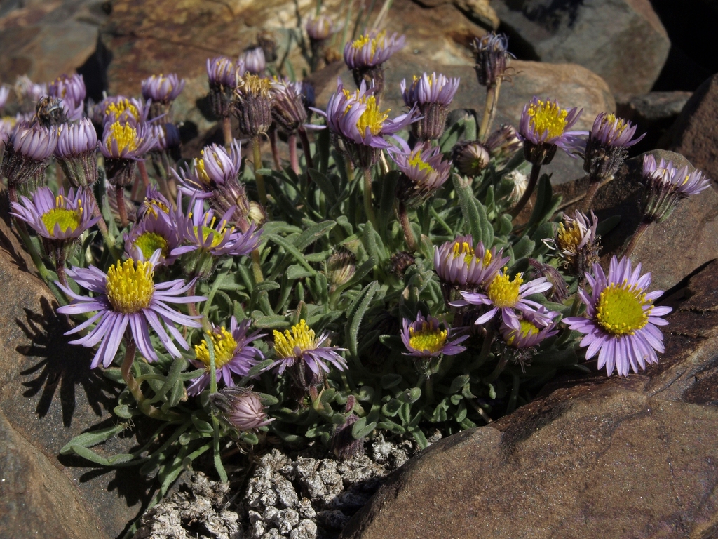 Erigeron pygmaeus (Pygmy fleabane), native California herb